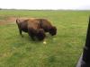 Bison Bison